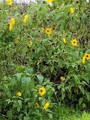 Helianthus debilis