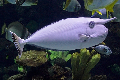 Naso annulatus