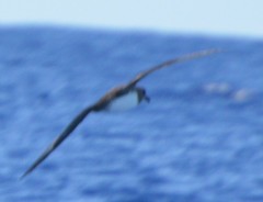 Pterodroma arminjoniana