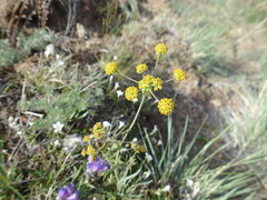 Bupleurum americanum