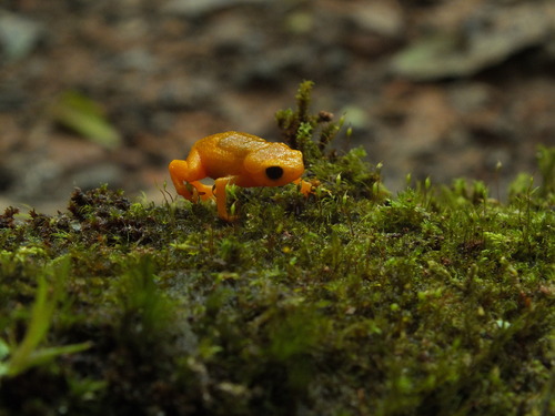 Pumpkin Toadlet, Brachycephalus ephippium