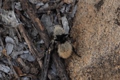 Dasymutilla magna