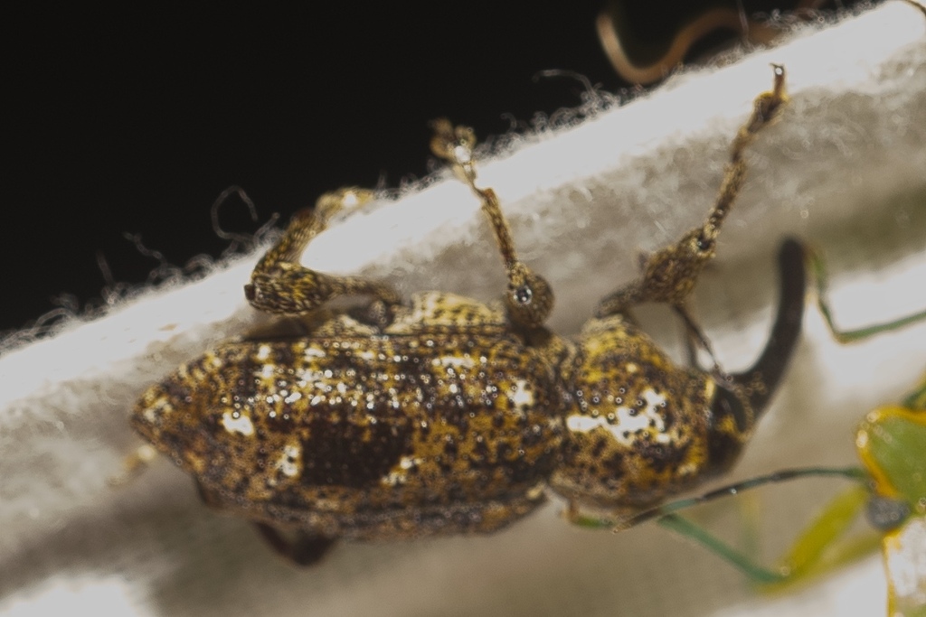 Heilipodus oculatus
