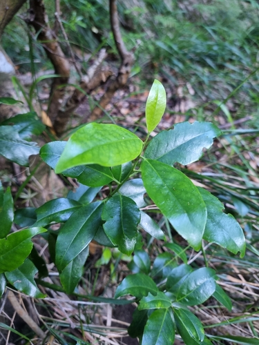 Aquifoliaceae image