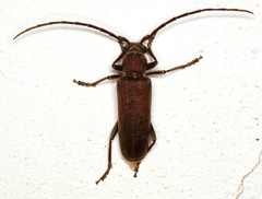 Africophanes amicus