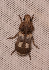 Phloeobiopsis plagifera