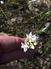 Allium haematochiton