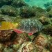 Yellowtail Parrotfish - Photo (c) Carmelo López Abad, some rights reserved (CC BY-NC), uploaded by Carmelo López Abad