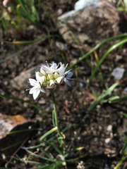 Allium haematochiton