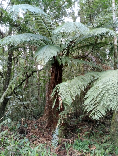 Image of Dicksonia sellowiana by (c) Agustina Medina, some rights reserved (CC BY)
