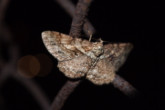 Psilalcis galsworthyi