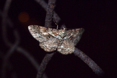 Psilalcis galsworthyi