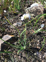 Allium haematochiton