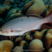 Atlantic Creolefish - Photo (c) terence zahner, some rights reserved (CC BY-NC), uploaded by terence zahner