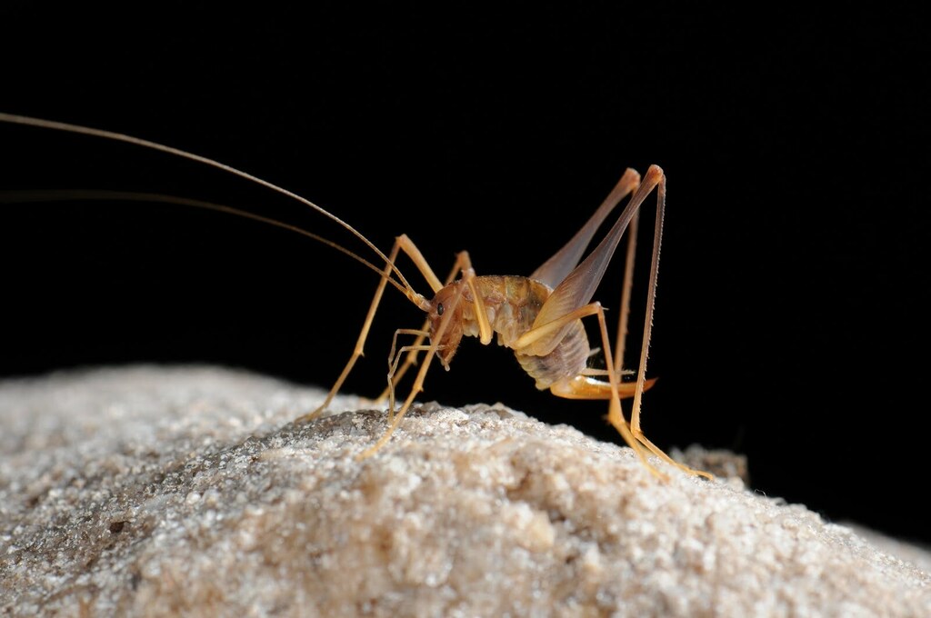 Hex River Cave Cricket