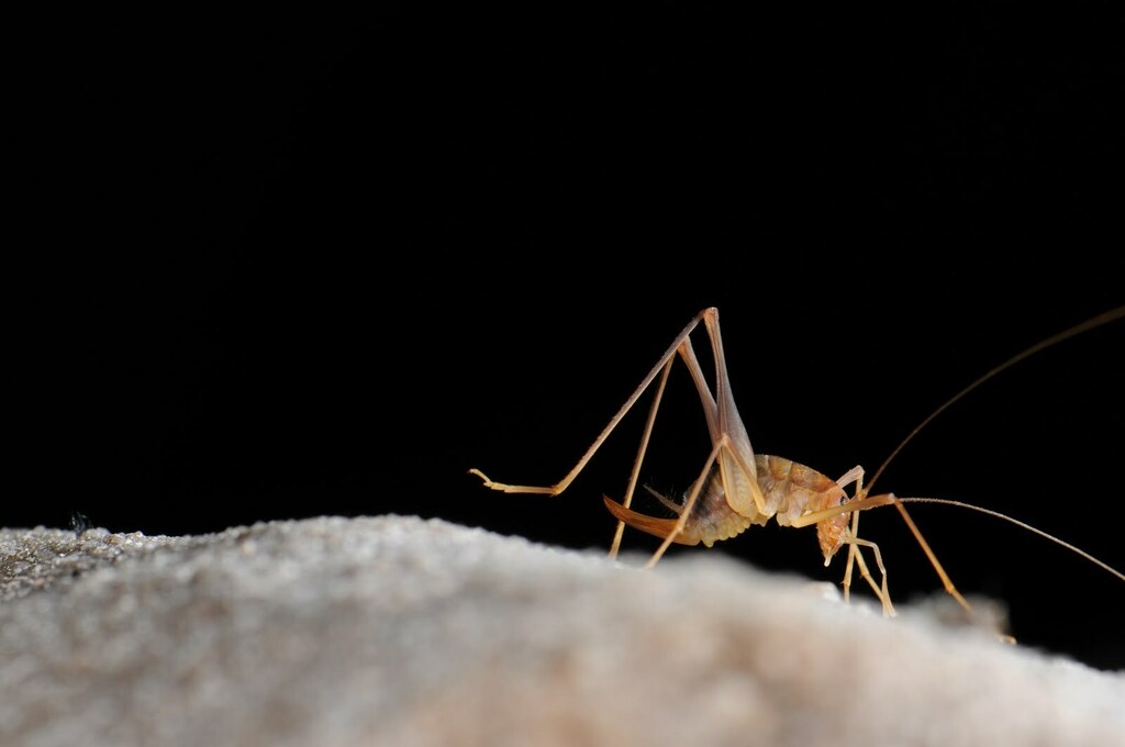 Macropathini