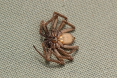 Selenops mexicanus