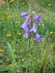 Campanula collina