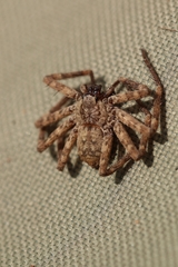 Selenops mexicanus