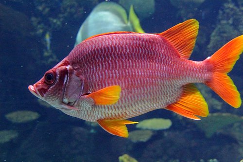 Sargocentron spiniferum