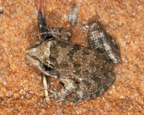 Cape River Frog
