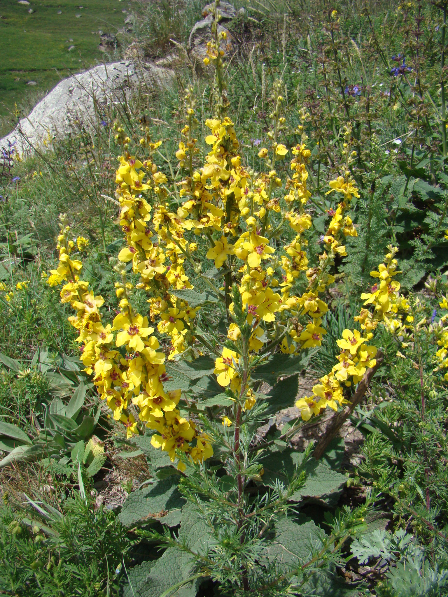 Verbascum pyramidatum