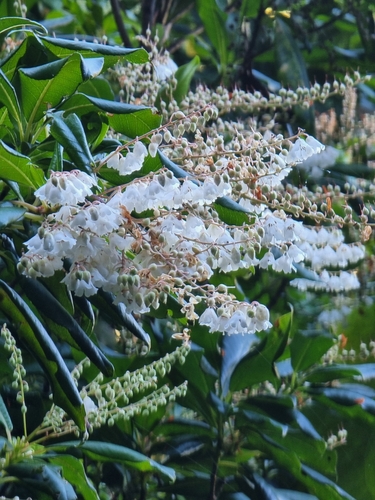 Clethra arborea (Clethra arborea)