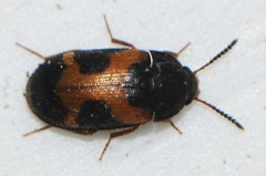 Mycetophagus punctatus
