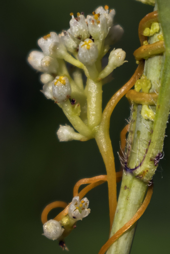 Cuscuta coryli