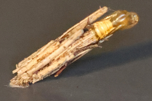 Common Bagworm Moth photo 5