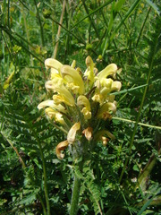 Pedicularis chroorrhyncha
