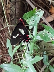 Parides agavus