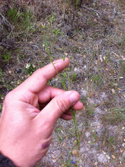 Trifolium oliganthum