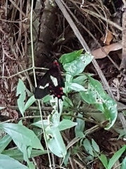 Parides agavus