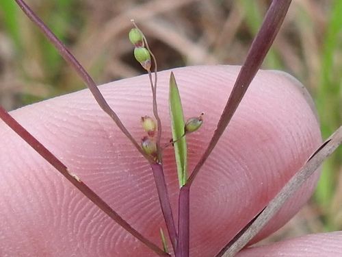 Image of Dichanthelium portoricense by (c) Sam Kieschnick, some rights reserved (CC BY)