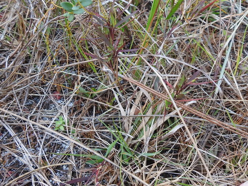 Dichanthelium portoricense