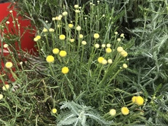 Tracheophyta