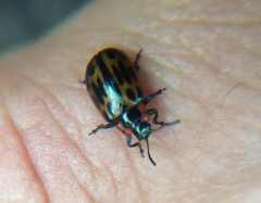 Chrysomela confluens