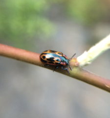 Chrysomela confluens