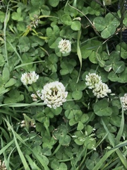 Trifolium repens