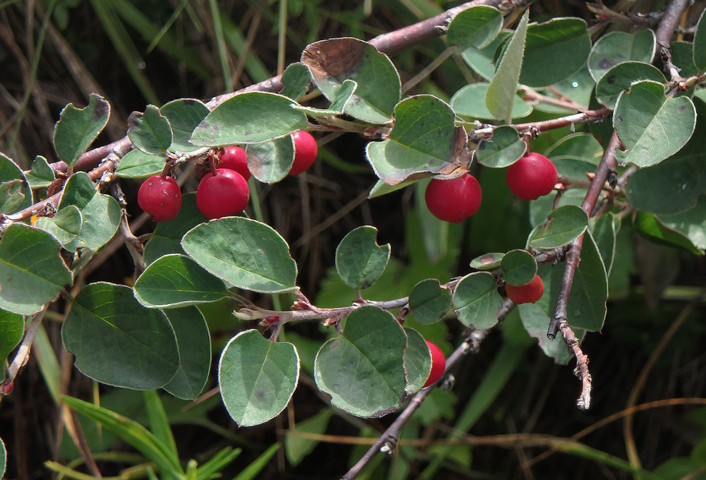 Entire-leaved cotoneaster