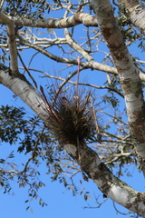 Tillandsia juncea