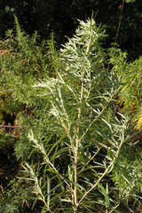 Artemisia umbrosa