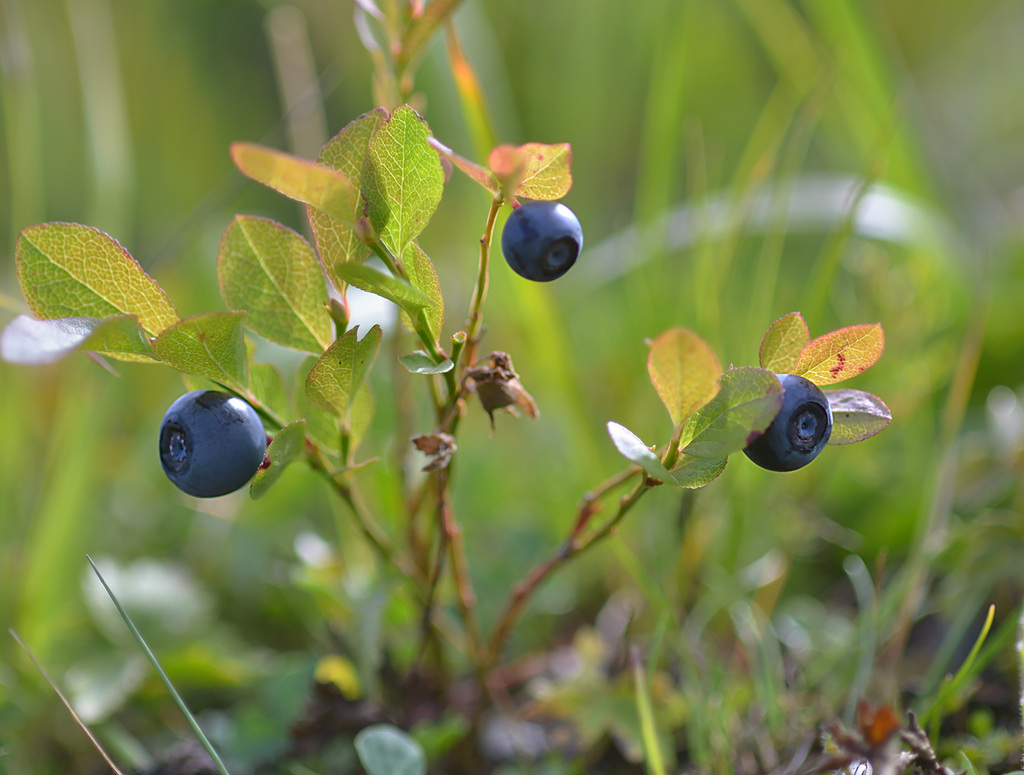 Vaccinium myrtillus