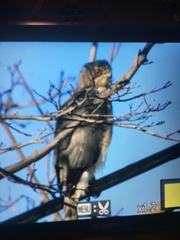 Accipiter cooperii