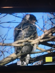 Accipiter cooperii