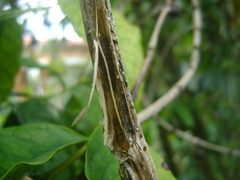 Orthoptera