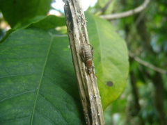 Orthoptera
