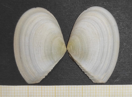 Representative image of Tellina serrata