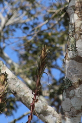 Tillandsia belloensis